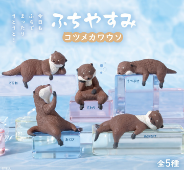 Resting Otter Blind Box