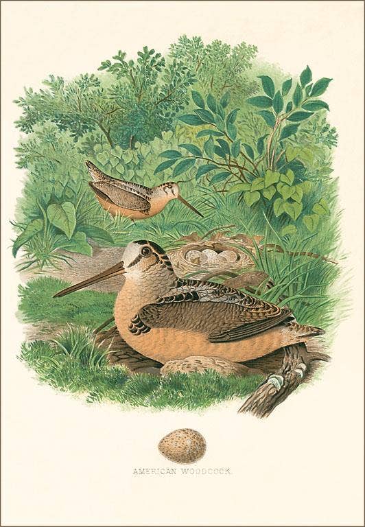 American Woodcock Nest and Eggs Magnet