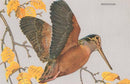 Woodcock in Flight Magnet-1
