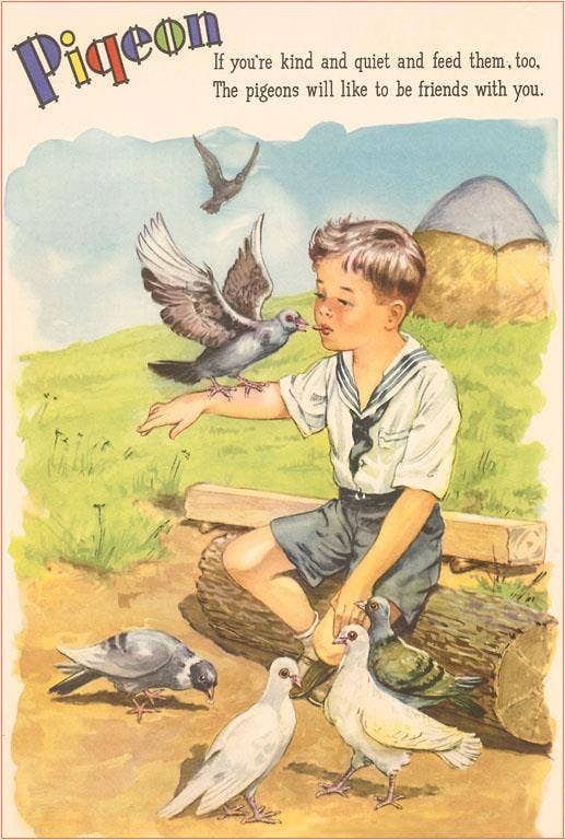 Pigeon, Boy Sitting on Log Postcard