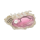 Large Oyster Hair Claw Clip-3