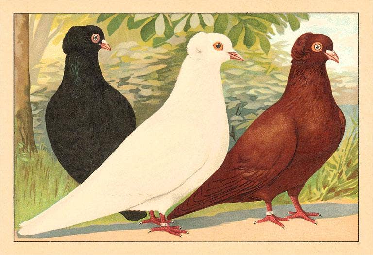 Fancy Pigeons Postcard