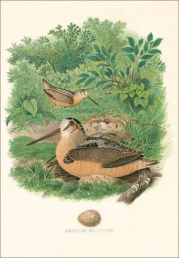American Woodcock Postcard