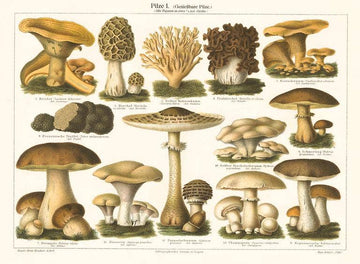 Mushrooms Vintage Postcard