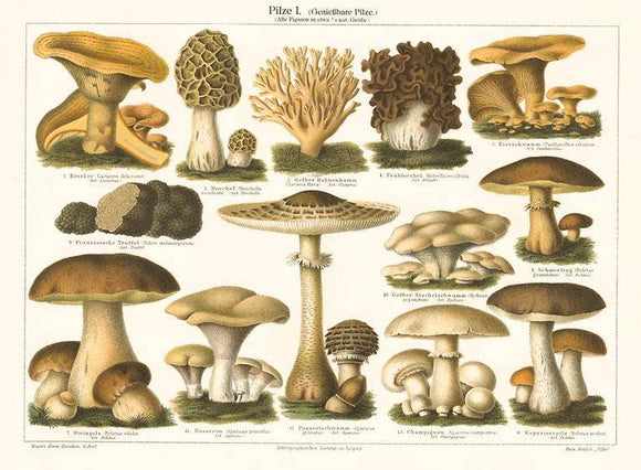 Mushrooms Vintage Postcard