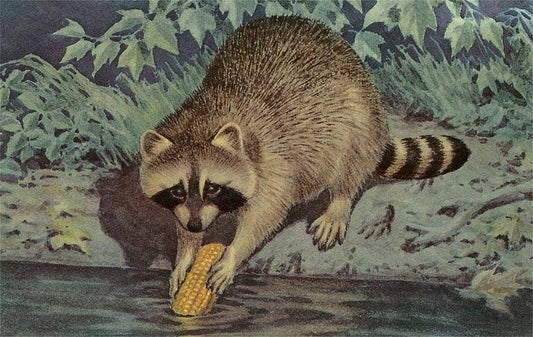 Raccoon Washing Corn Postcard
