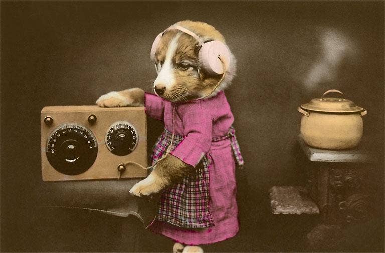 Puppy with Speaker Postcard