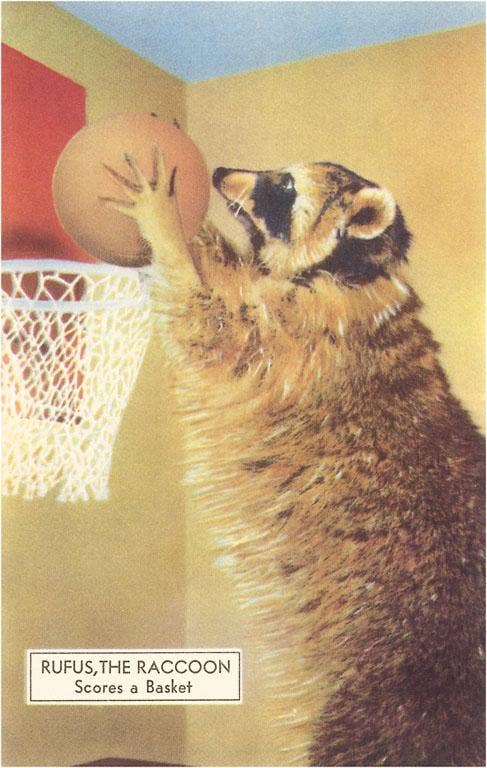 Raccoon Playing Basketball Postcard