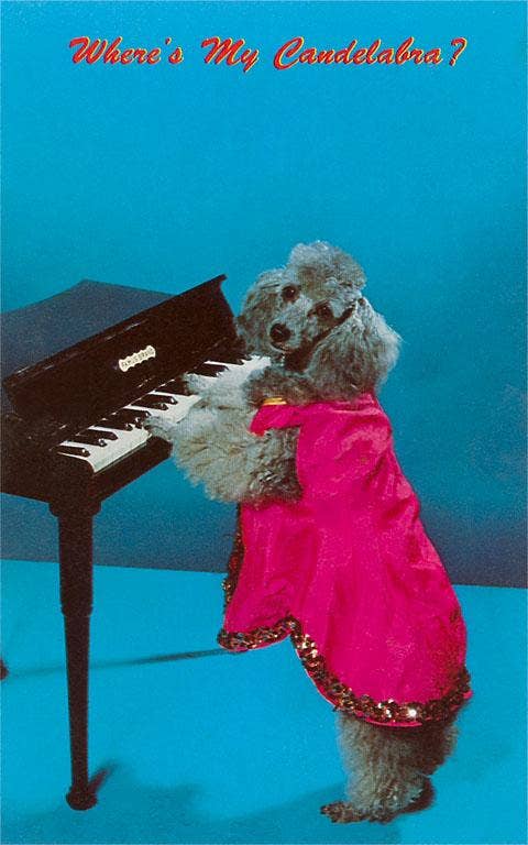 Poodle Playing Piano Postcard