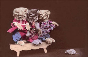 Cats and Mouse Postcard