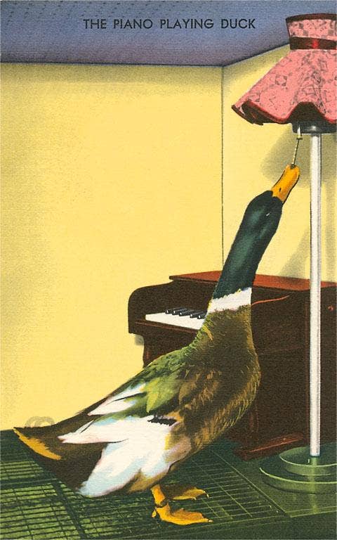 Piano Playing Duck Postcard
