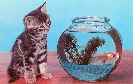 Kitten Watching Goldfish Postcard