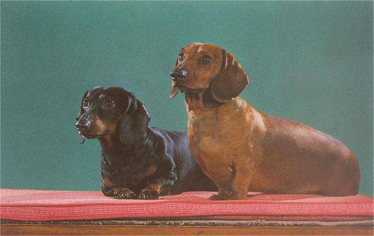 Vintage Wiener Dogs Postcard