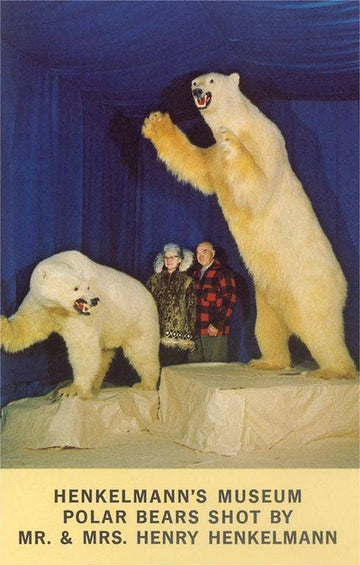 Polar Bears Postcard