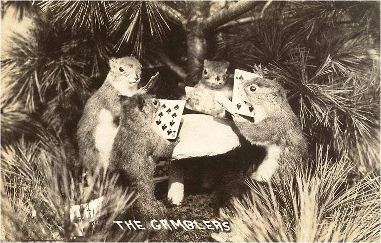 Gambling Squirrels Postcard