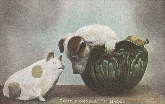 Good Morning, Mr. Bacon Postcard